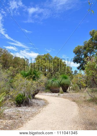 Tranquility: Path in the Bibra Lake Reserve