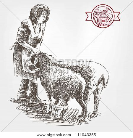 sheep breeding sketch