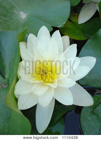 Lily