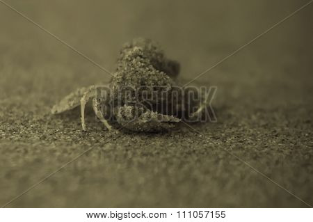 cangrejo en la playa