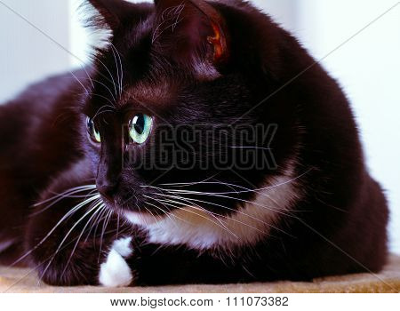 Resting Cat.