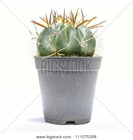 Cactus