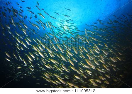 Snapper fish school on coral reef