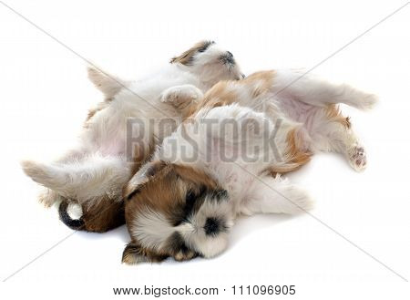 Two Puppy Shitzu