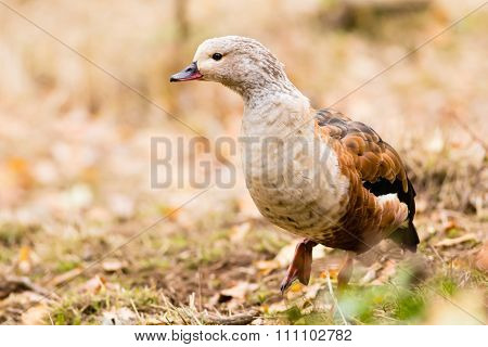 The Orinoco Goose - Neochen Jubata