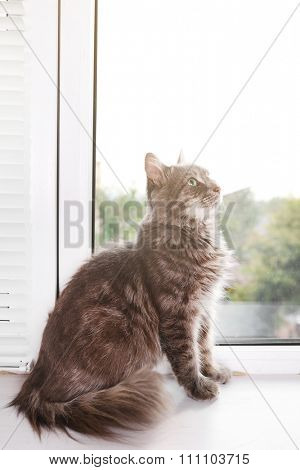 Beautiful grey cat on window board, close up