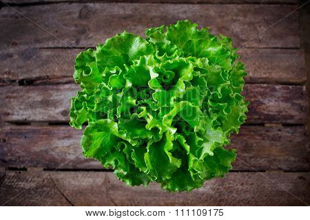 Fresh, green lettuce on a wooden background