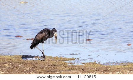 African Openbill In Kruger National Park
