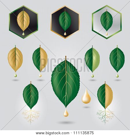 Leaf With Precious Sap