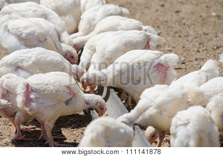 Many Chicks Growing Up Chickens And Turkeys Peck Feed Tray Pen