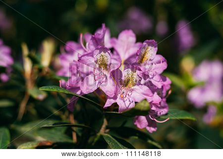 pink Flowers In Spring Garden Tree