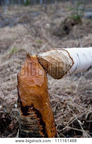 Beaver's Work - Bring Down Tree By The Sharp Teeth