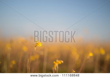 Yellow Flowering Grass