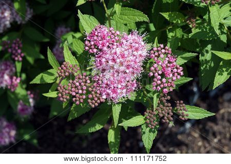Japanese Spiraea