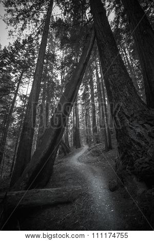 Big Basin State Park