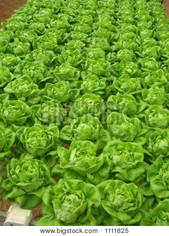 Azienda agricola insalata & un sacco di esso