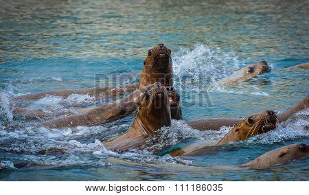Juvenile Sea Lions