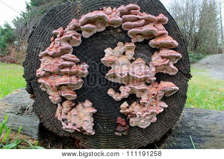 Rosy Conk - Fomitopsis cajanderi