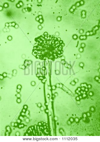 Microbiologie