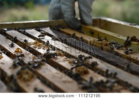 bees
