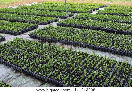 Palm Seed In Plantation In The Garden