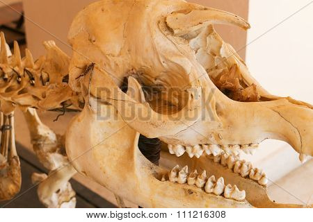 Skull Bone Of Tapir Animal