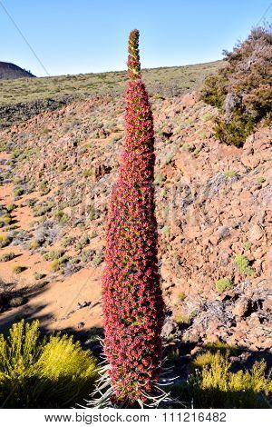 Tajinaste Flower of Tenerife Island