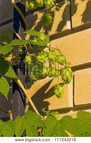 Cones and leaves of hops