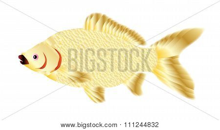 Pet Goldfish