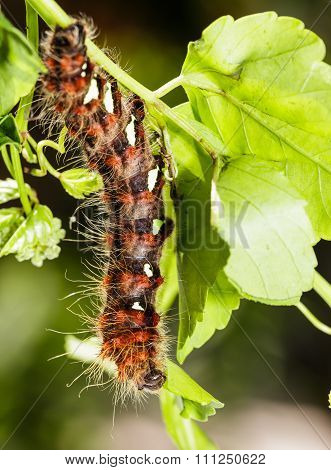 Caterpillar Of Golden Emperor Moth