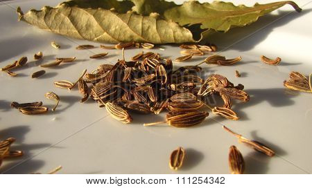 Cumin Seeds and Bayleaf