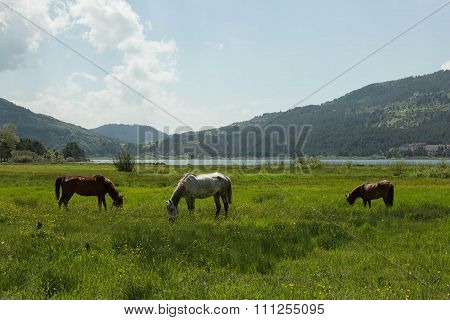 Horses Grazing