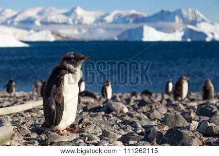 Walking Gentoos, Cuverville Island Gentoo Penguins