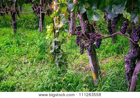 Grapes Ripening on Vine Branches