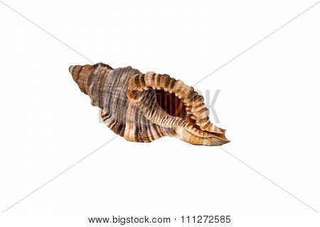 Shell