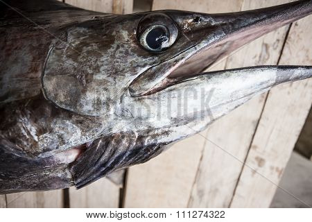 Head Of A Dead Swordfish