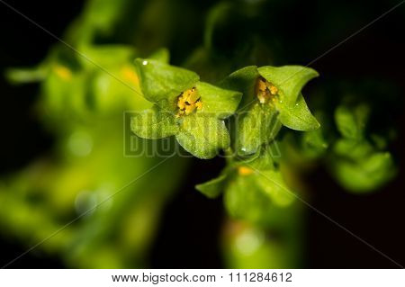Spurge laurel (Daphne laureola) flowers close-up