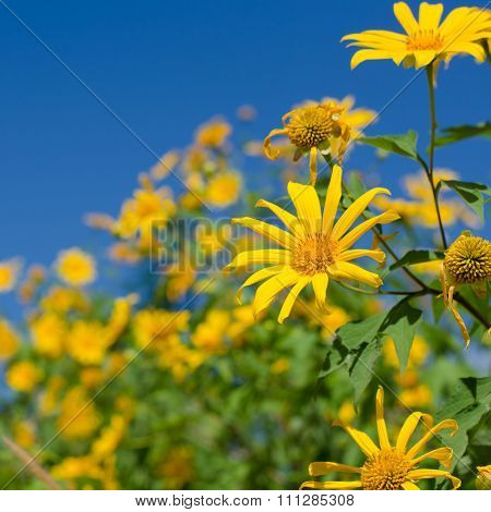 Mexican Sunflower Weed (tithonia Diversifolia) With Blue Sky