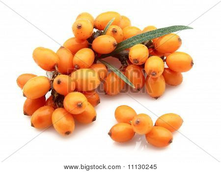 Buckthorn ทะเล