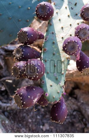 Opuntia Engelmannii