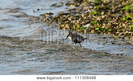 Kentish Plover Bird