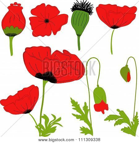 Separate elements flowers red poppy: flowers, leaves, bolls, buds on a transparent background
