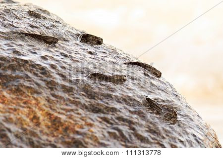 Anabas testudineus on granite boulders