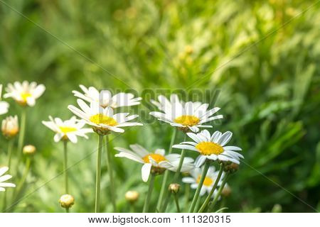 Macro Of Beautiful White Daisies Flower In Garden For Texture Background