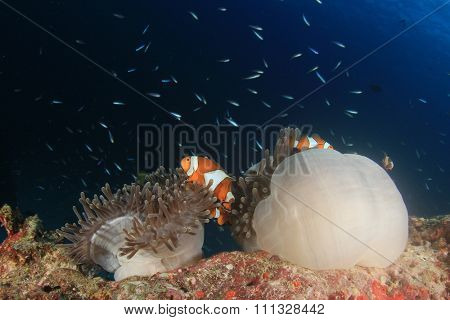 Clownfish Anemonefish Sea Anemone