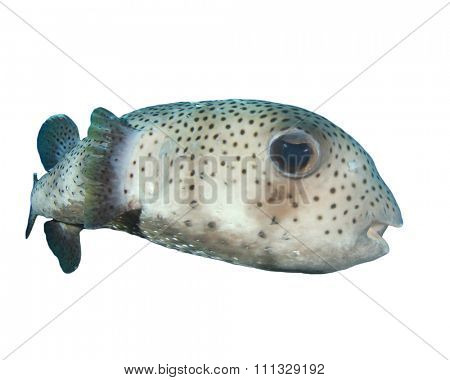 Porcupinefish isolated on white background