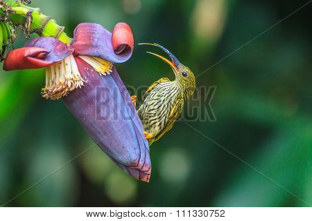 Streaked Spiderhunter Bird
