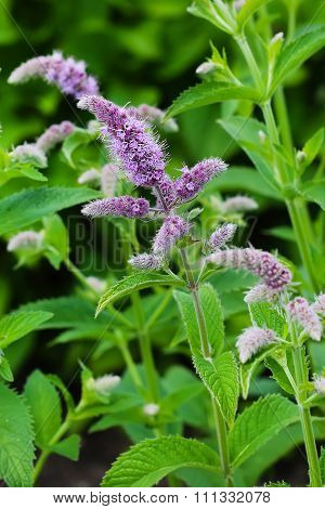 Aromatic garden plant - Mentha longifolia