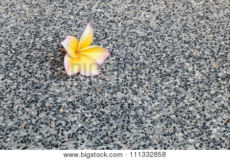 Closeup Fallen Yellow Flower On Black Marble Stone Floor Texture Background