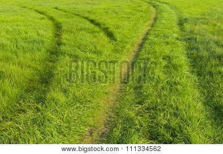 Two tracks in wild meadow